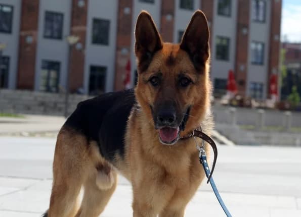 Grogas, male 7yo Mixed Breed for adoption at Linksmosios pėdutės