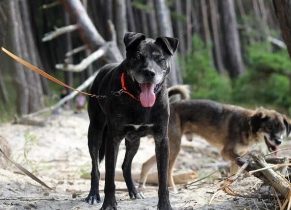 Bertonas, male senior Mixed Breed for adoption at Linksmosios pėdutės