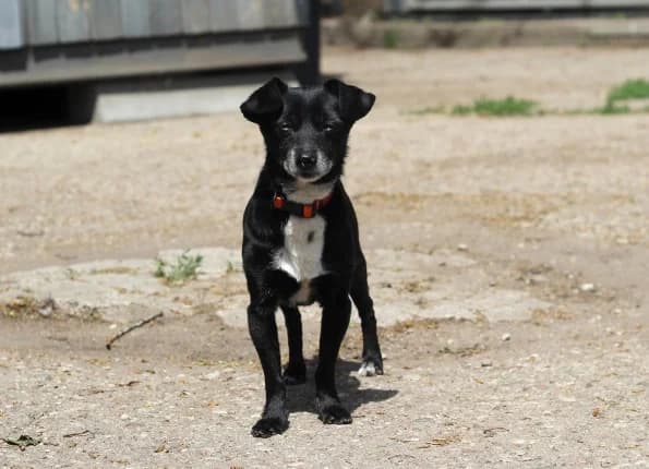 Obris, male senior Mixed Breed for adoption at Linksmosios pėdutės