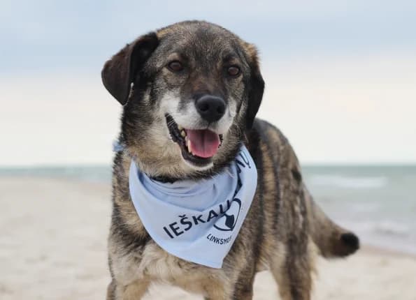 Ralis, male senior Mixed Breed for adoption at Linksmosios pėdutės