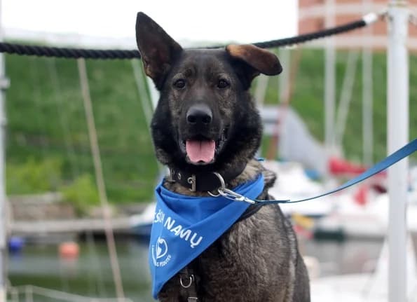 Burė, female 4yo Mixed Breed for adoption at Linksmosios pėdutės