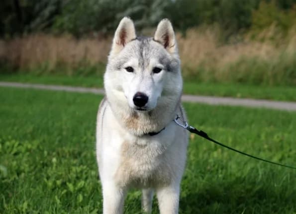Jeilis, male 3yo Mixed Breed for adoption at Linksmosios pėdutės