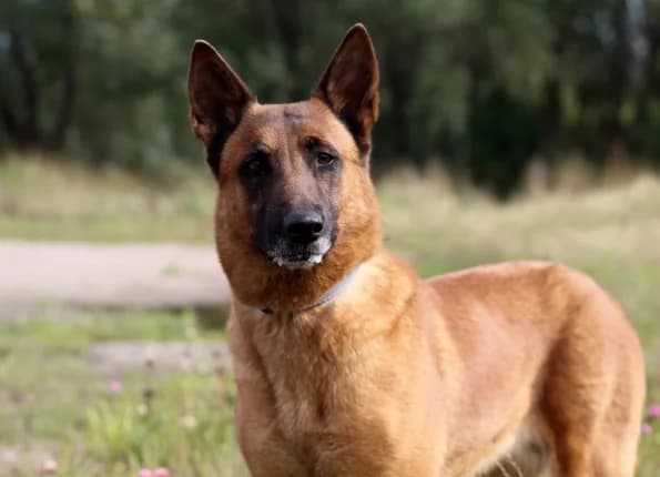 Šyra, female 5yo Mixed Breed for adoption at Linksmosios pėdutės