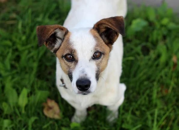 Zuzu, female senior Mixed Breed for adoption at Linksmosios pėdutės