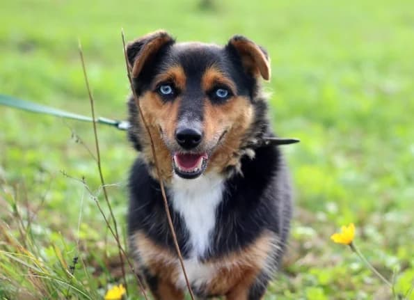 Oronas, male 7yo Mixed Breed for adoption at Linksmosios pėdutės