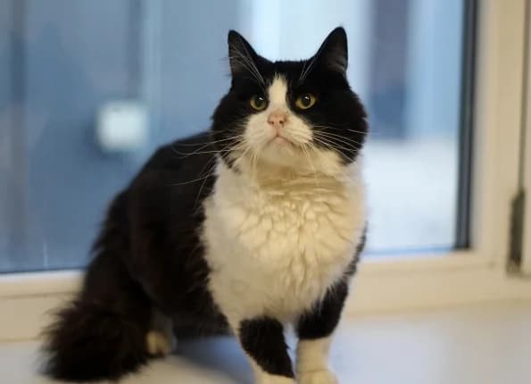 Bonis, male 6yo Mixed Breed for adoption at Linksmosios pėdutės