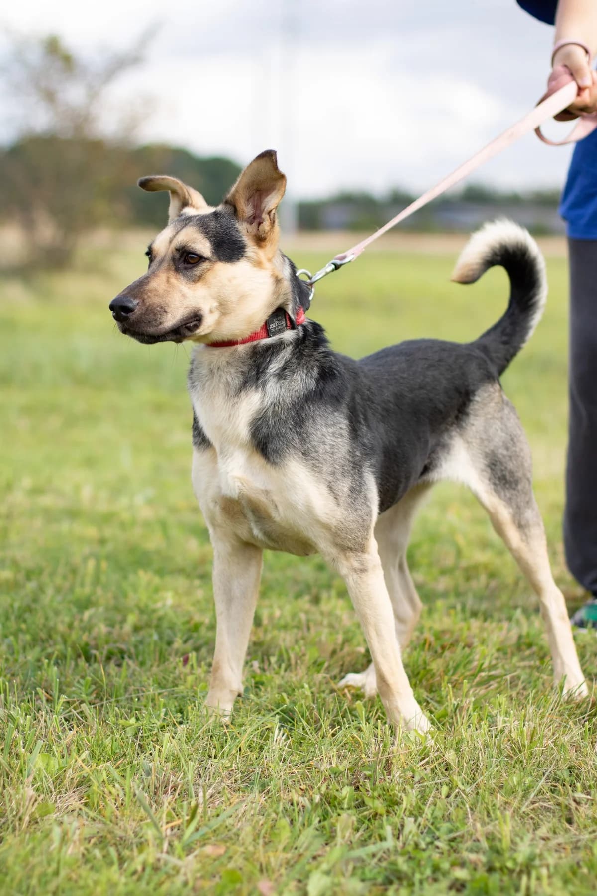 Aita, female 4yo Mixed Breed for adoption at VšĮ Mažas draugas, Panevėžys