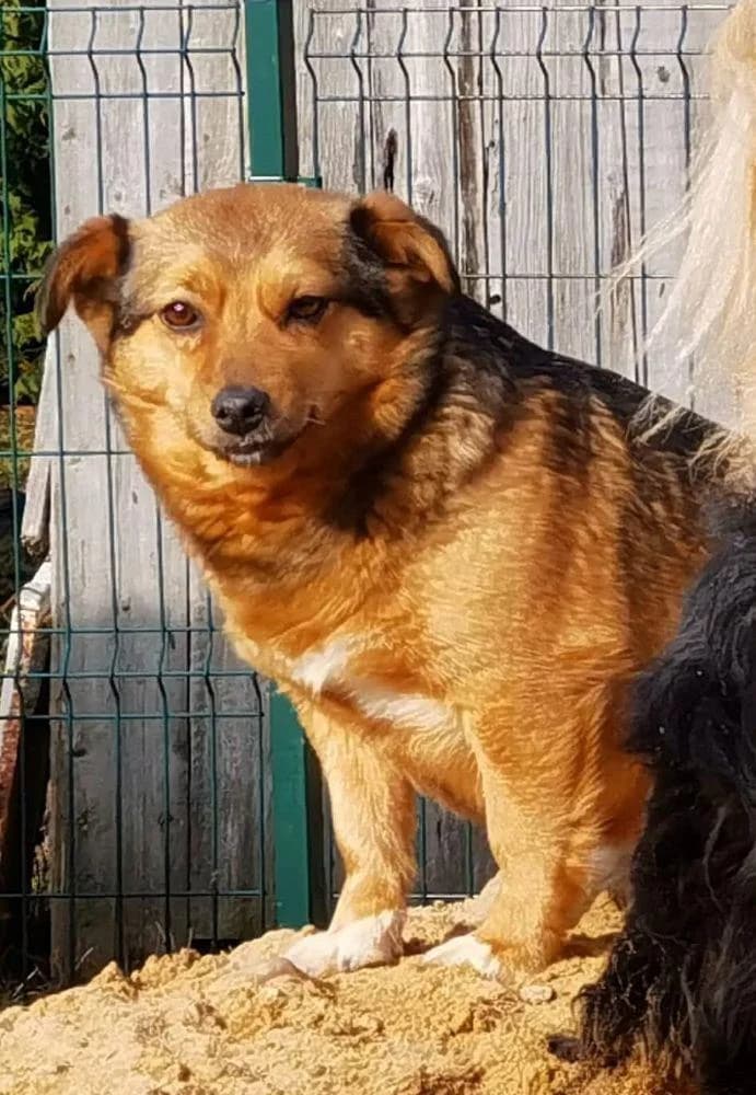 Bruknė, Margas female senior mixed breed for adoption at Mažeikių gyvūnų globos draugija, Mažeikiai