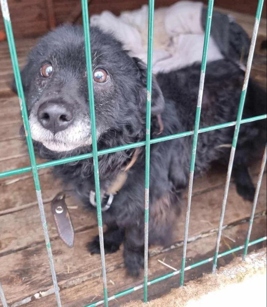 Texas, Juodas male senior mixed breed for adoption at Mažeikių gyvūnų globos draugija, Mažeikiai