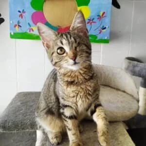 Voveraitė, female Mixed Breed for adoption at Maži Jausmai, Vilnius