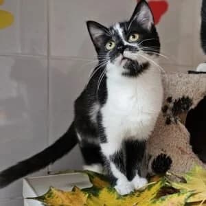 Azolė, female Mixed Breed for adoption at Maži Jausmai, Vilnius