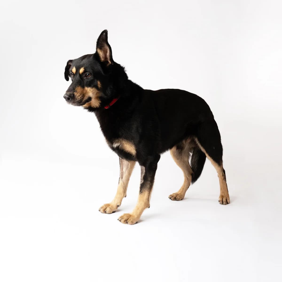 Molis, male 7yo Mixed Breed for adoption at NOJUS Gyvūnų gerovės namai