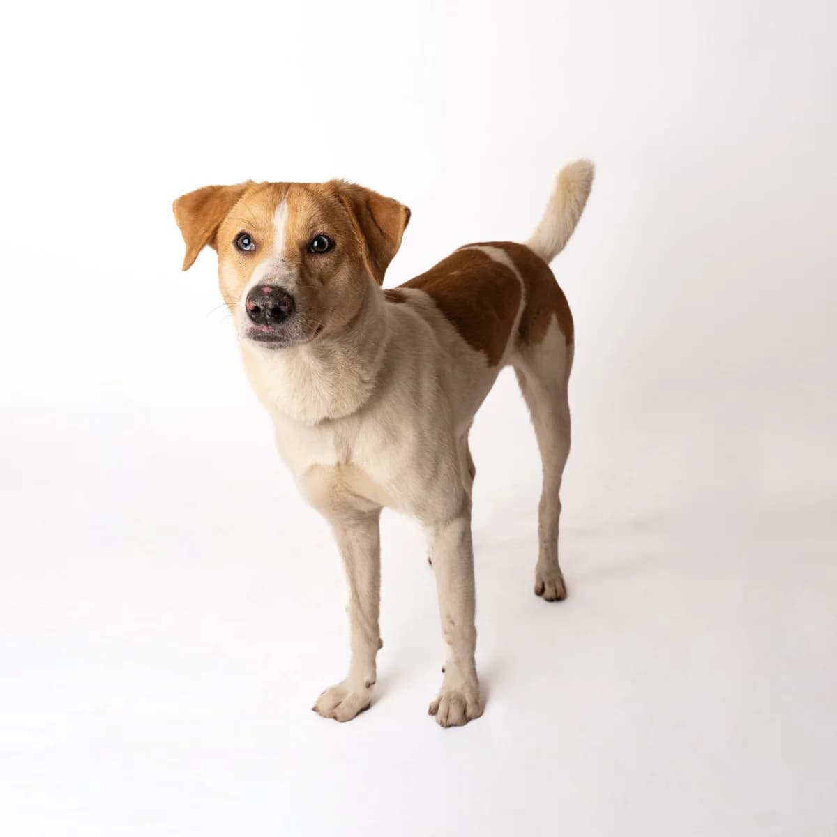 AGATAS, male 4yo Mixed Breed for adoption at NOJUS Gyvūnų gerovės namai