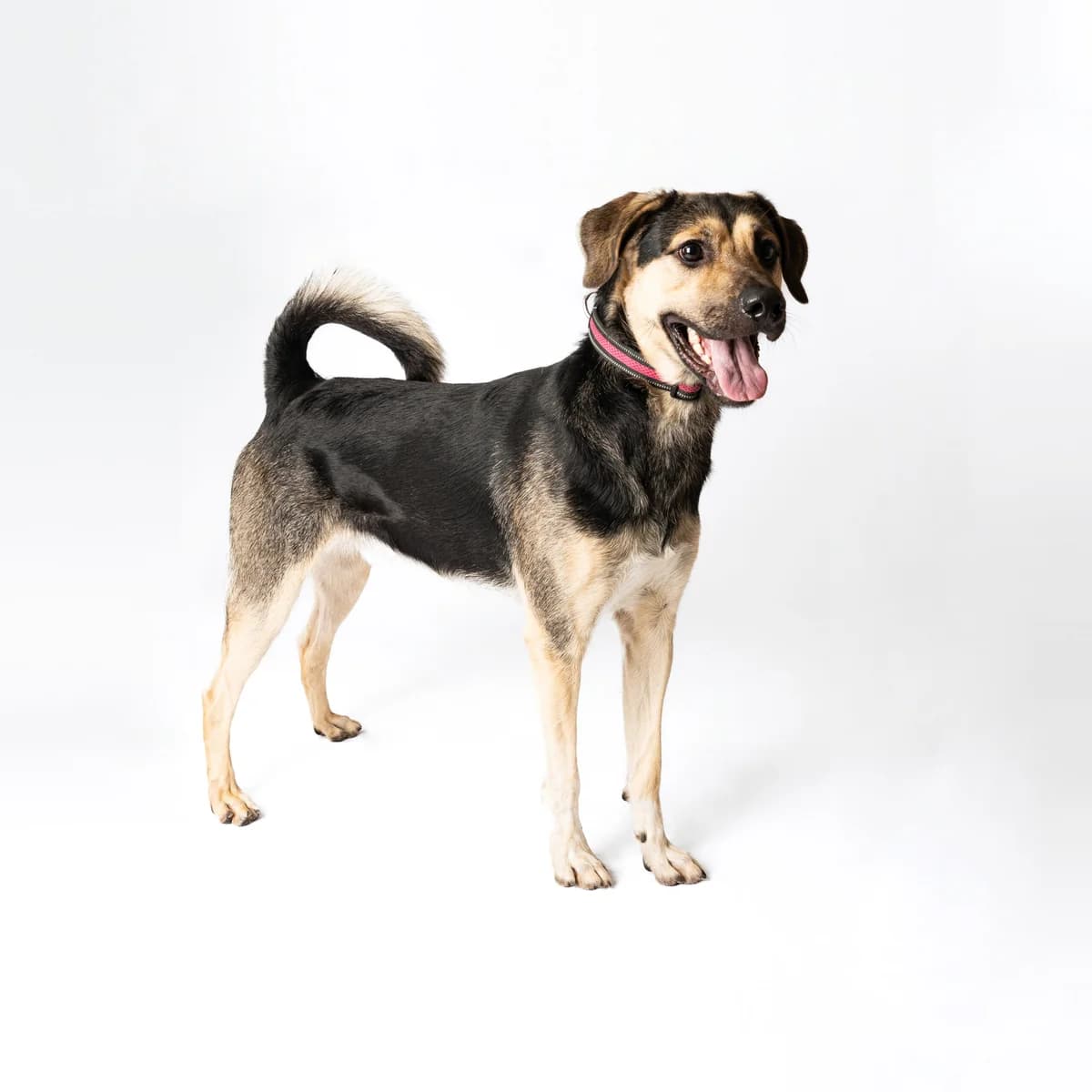 Aiko, male 3yo Mixed Breed for adoption at NOJUS Gyvūnų gerovės namai