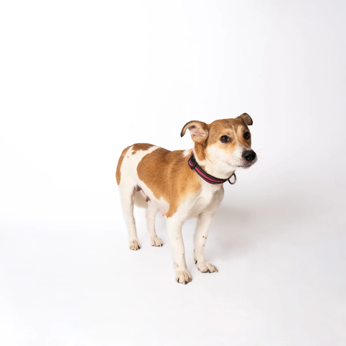 ATILA, 5yo Mixed Breed for adoption at NOJUS Gyvūnų gerovės namai