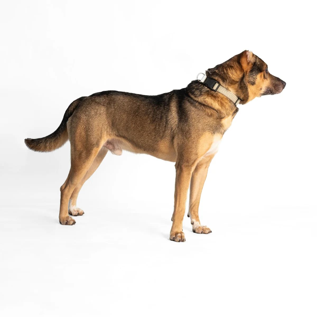 Balu, male 4yo Mixed Breed for adoption at NOJUS Gyvūnų gerovės namai