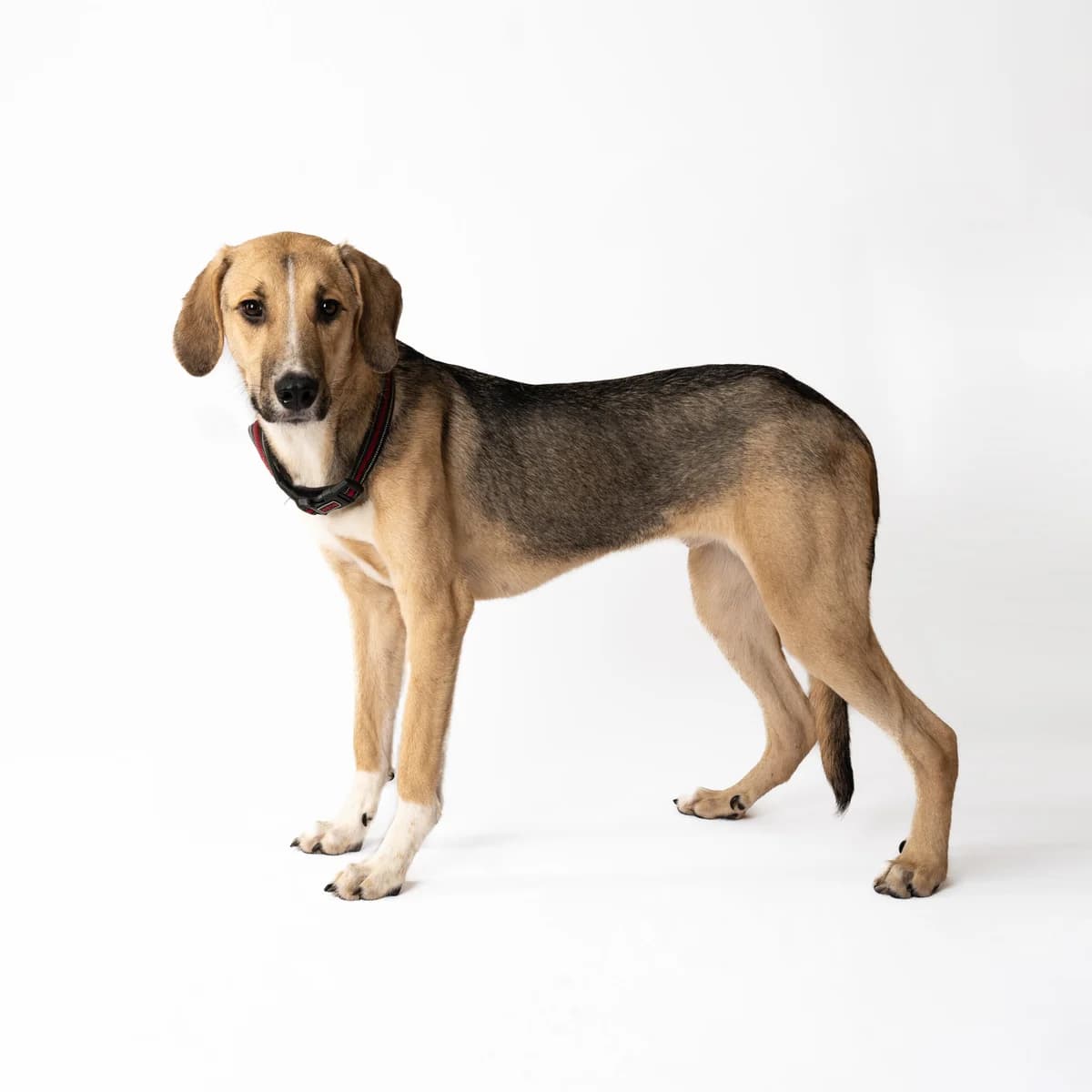 Baron, male 3yo Mixed Breed for adoption at NOJUS Gyvūnų gerovės namai