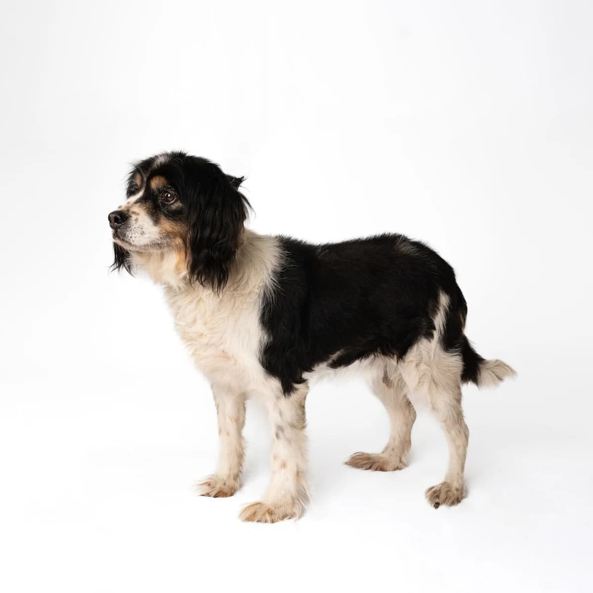 Beilis, male 7yo Mixed Breed for adoption at NOJUS Gyvūnų gerovės namai
