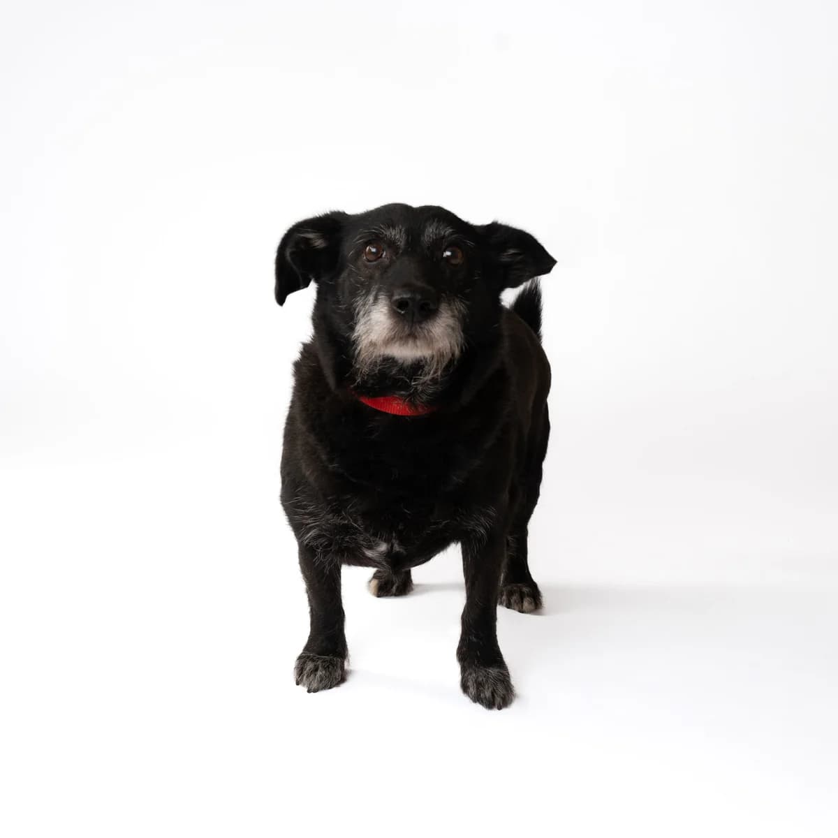 Bembis, male senior Mixed Breed for adoption at NOJUS Gyvūnų gerovės namai