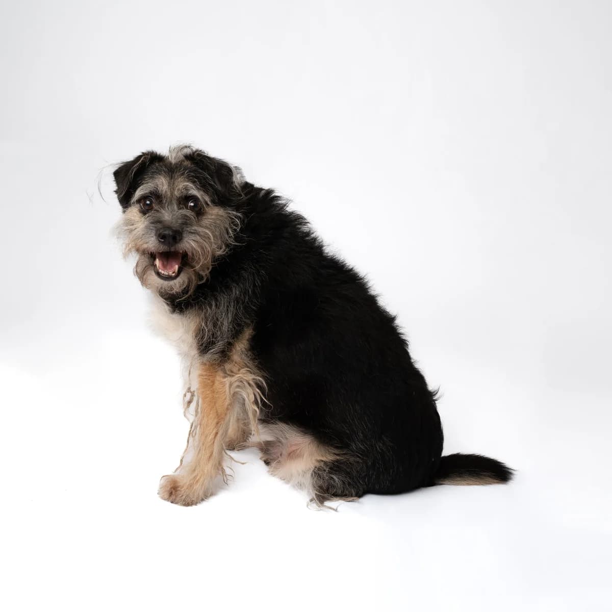 Bilis, male 7yo Mixed Breed for adoption at NOJUS Gyvūnų gerovės namai