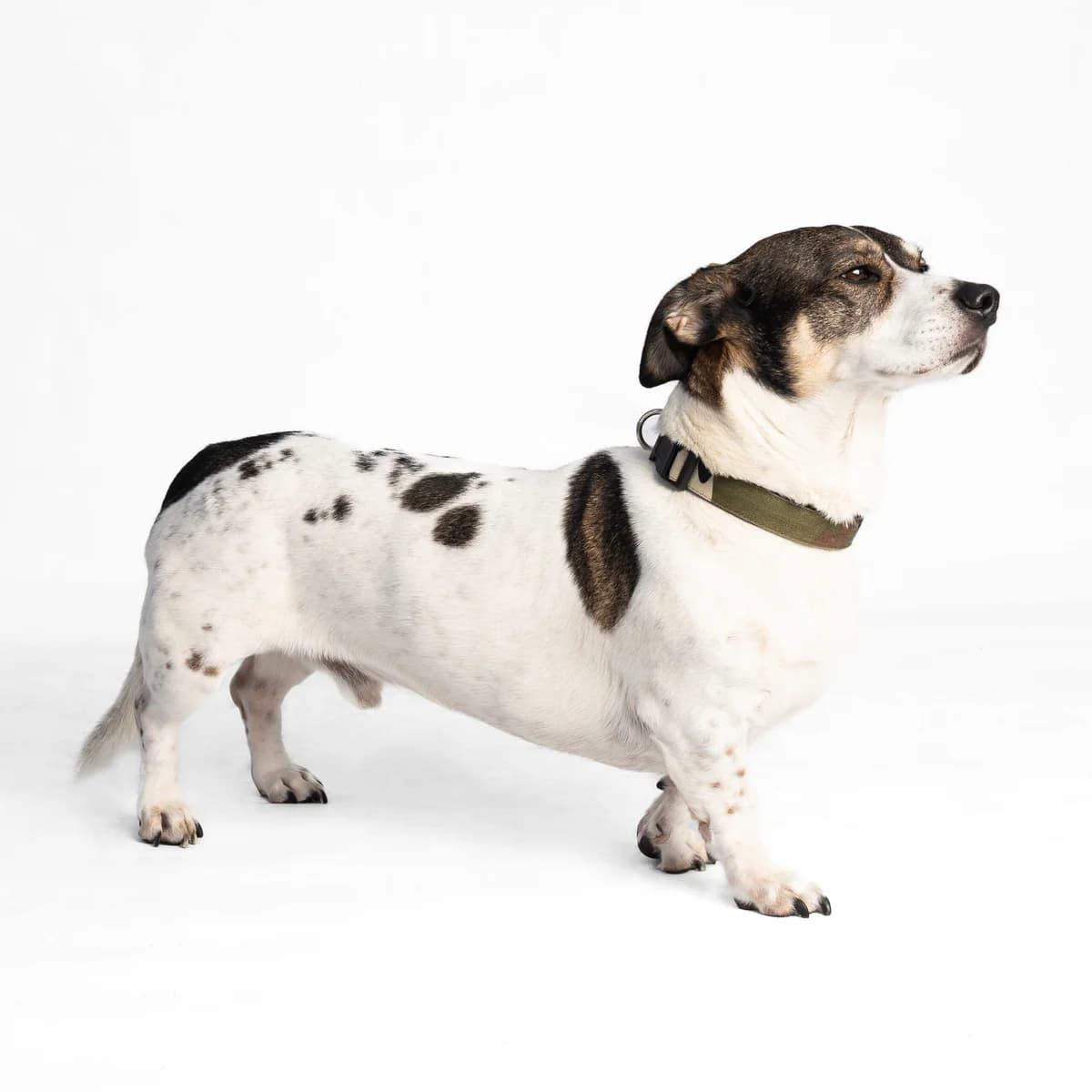 Bimas, male senior Mixed Breed for adoption at NOJUS Gyvūnų gerovės namai