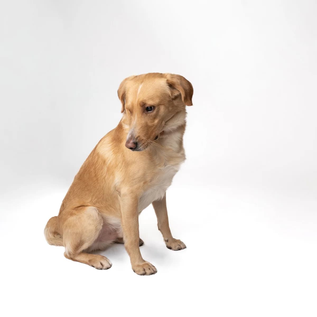 Charly, male 7yo Mixed Breed for adoption at NOJUS Gyvūnų gerovės namai