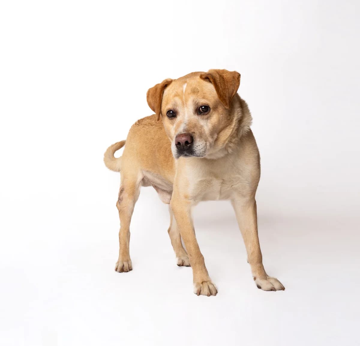 DIKIS, male senior Mixed Breed for adoption at NOJUS Gyvūnų gerovės namai