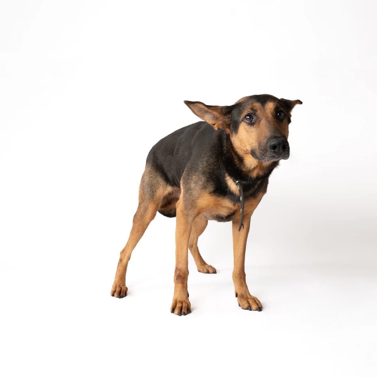 DRAKONĖ, senior Mixed Breed for adoption at NOJUS Gyvūnų gerovės namai