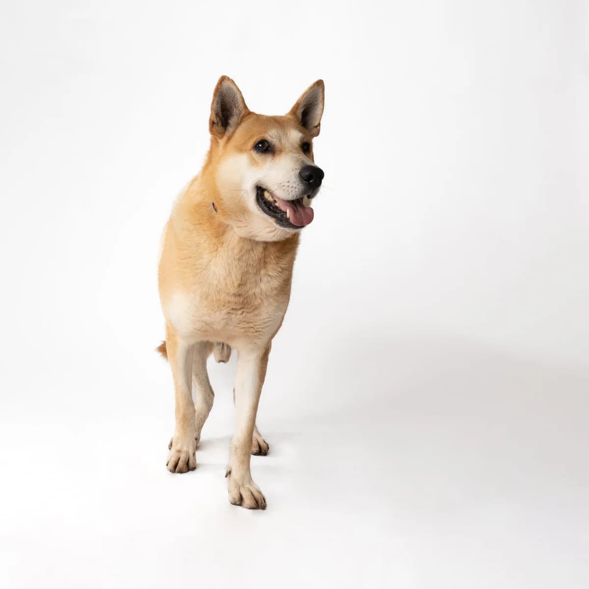 ENZO, male senior Mixed Breed for adoption at NOJUS Gyvūnų gerovės namai