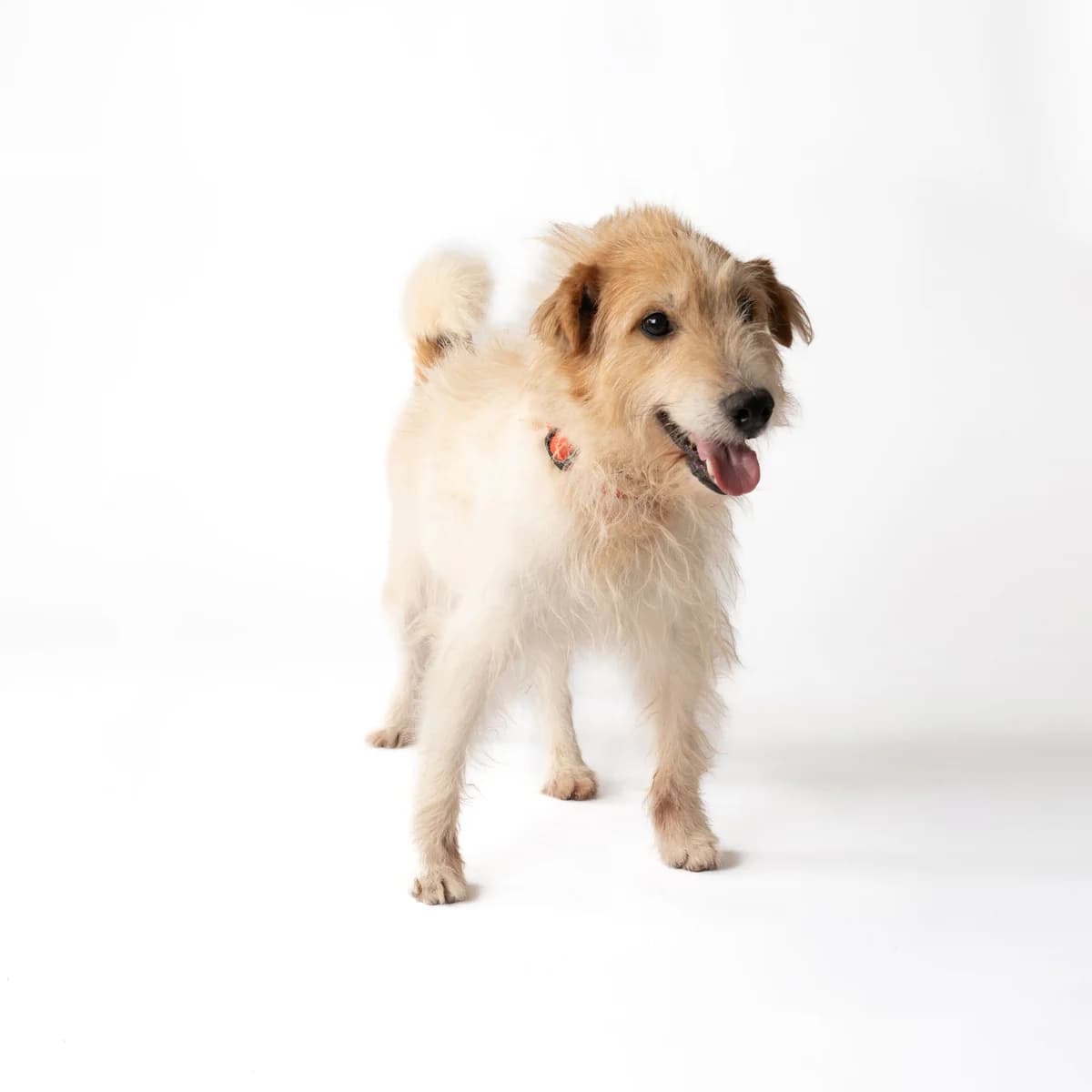 Foksas, male senior Mixed Breed for adoption at NOJUS Gyvūnų gerovės namai