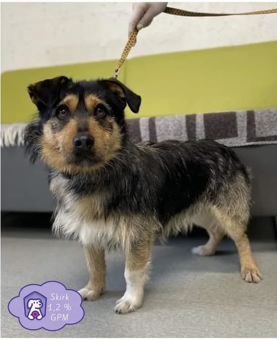 Goris, male 7yo Mixed Breed for adoption at NOJUS Gyvūnų gerovės namai