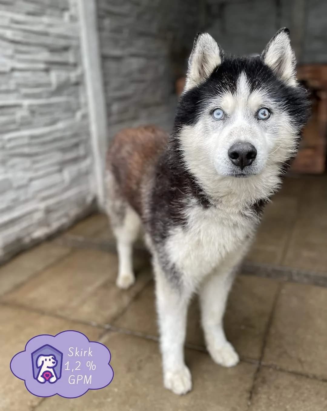 Hačis, senior Mixed Breed for adoption at NOJUS Gyvūnų gerovės namai