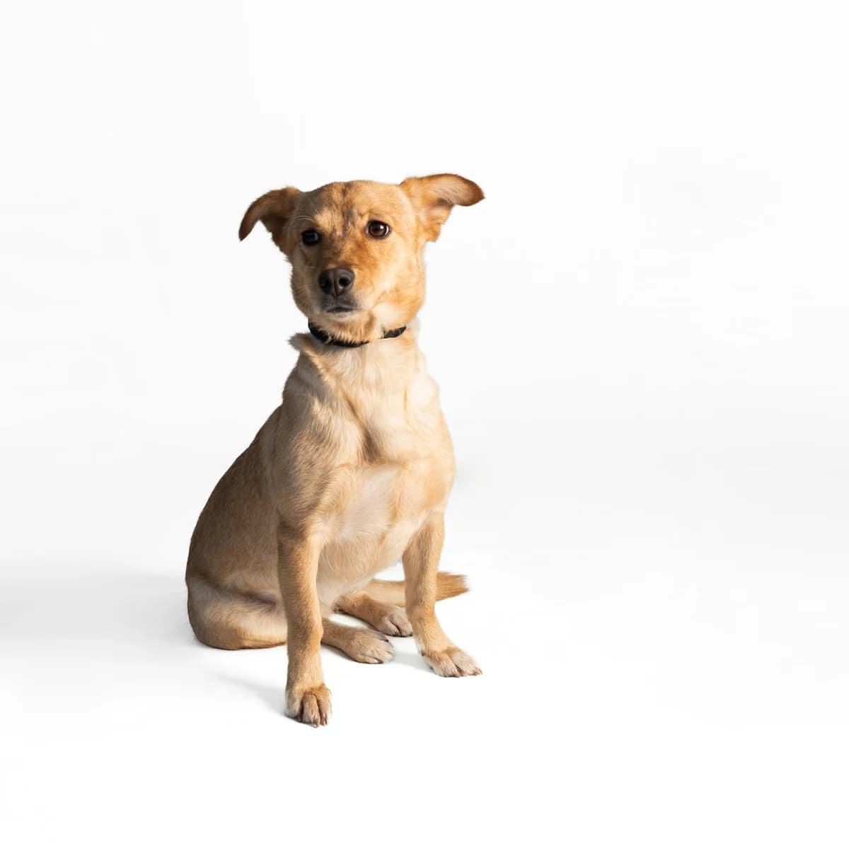 Havana, 4yo Mixed Breed for adoption at NOJUS Gyvūnų gerovės namai