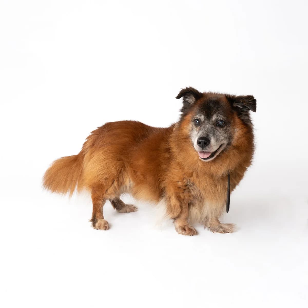 ITONAS, male senior Mixed Breed for adoption at NOJUS Gyvūnų gerovės namai
