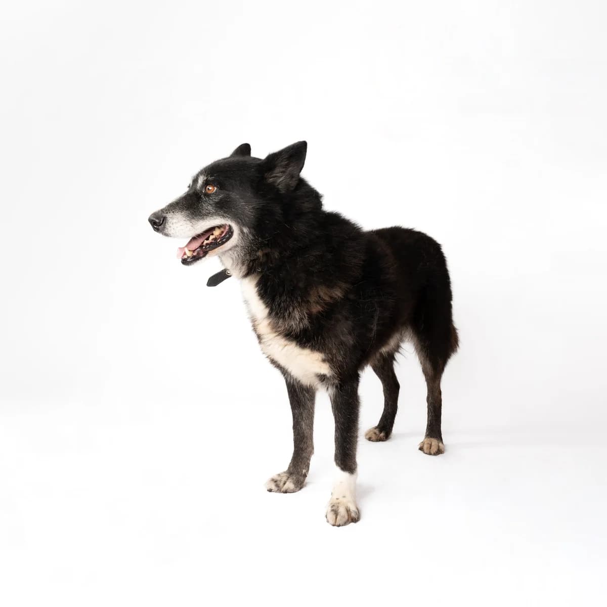 KOLIS, male 5yo Mixed Breed for adoption at NOJUS Gyvūnų gerovės namai