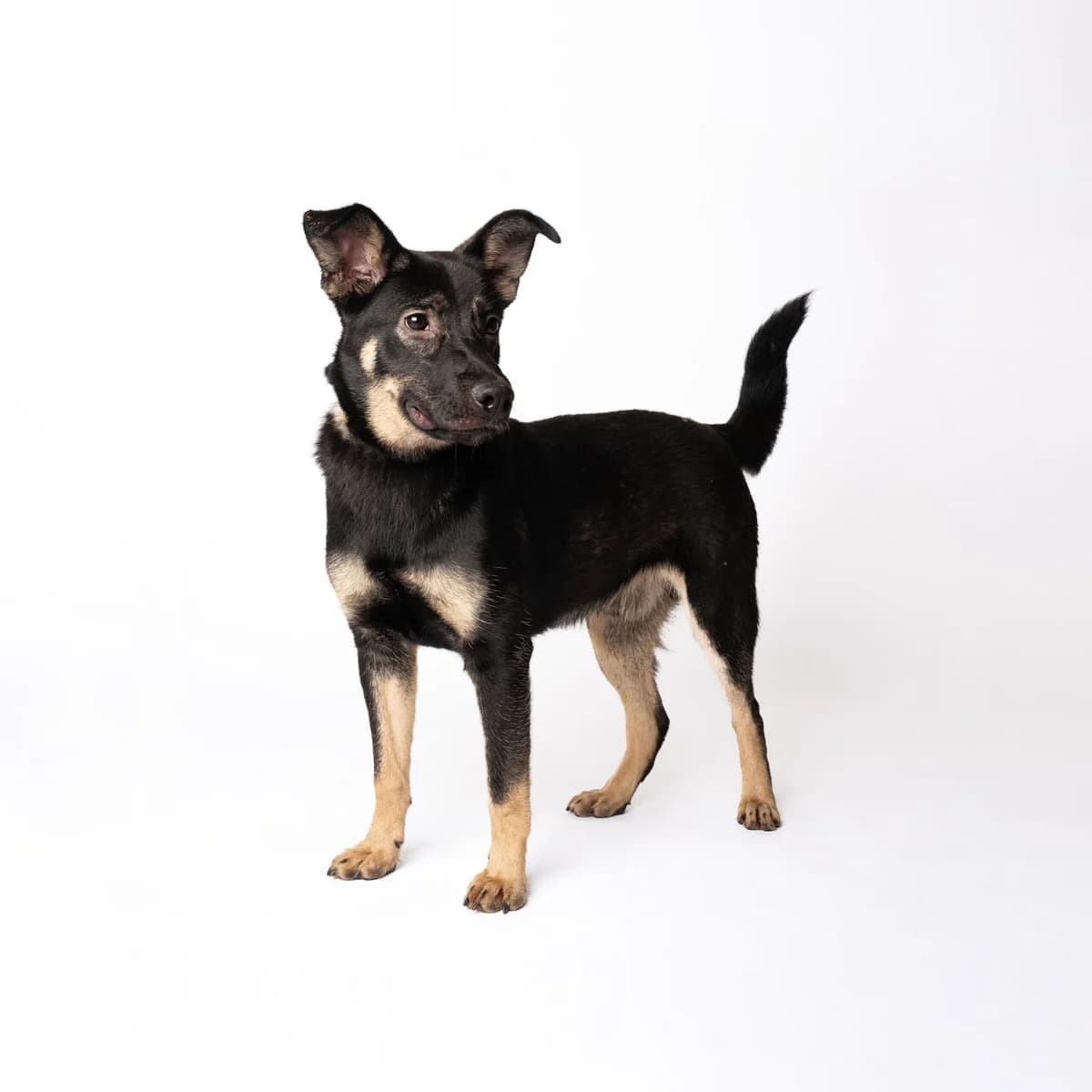 KOVAS, male 4yo Mixed Breed for adoption at NOJUS Gyvūnų gerovės namai