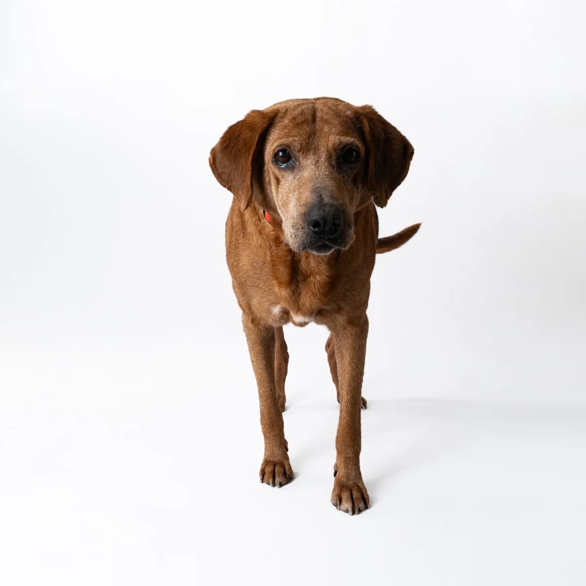 Krekeris, male senior Mixed Breed for adoption at NOJUS Gyvūnų gerovės namai