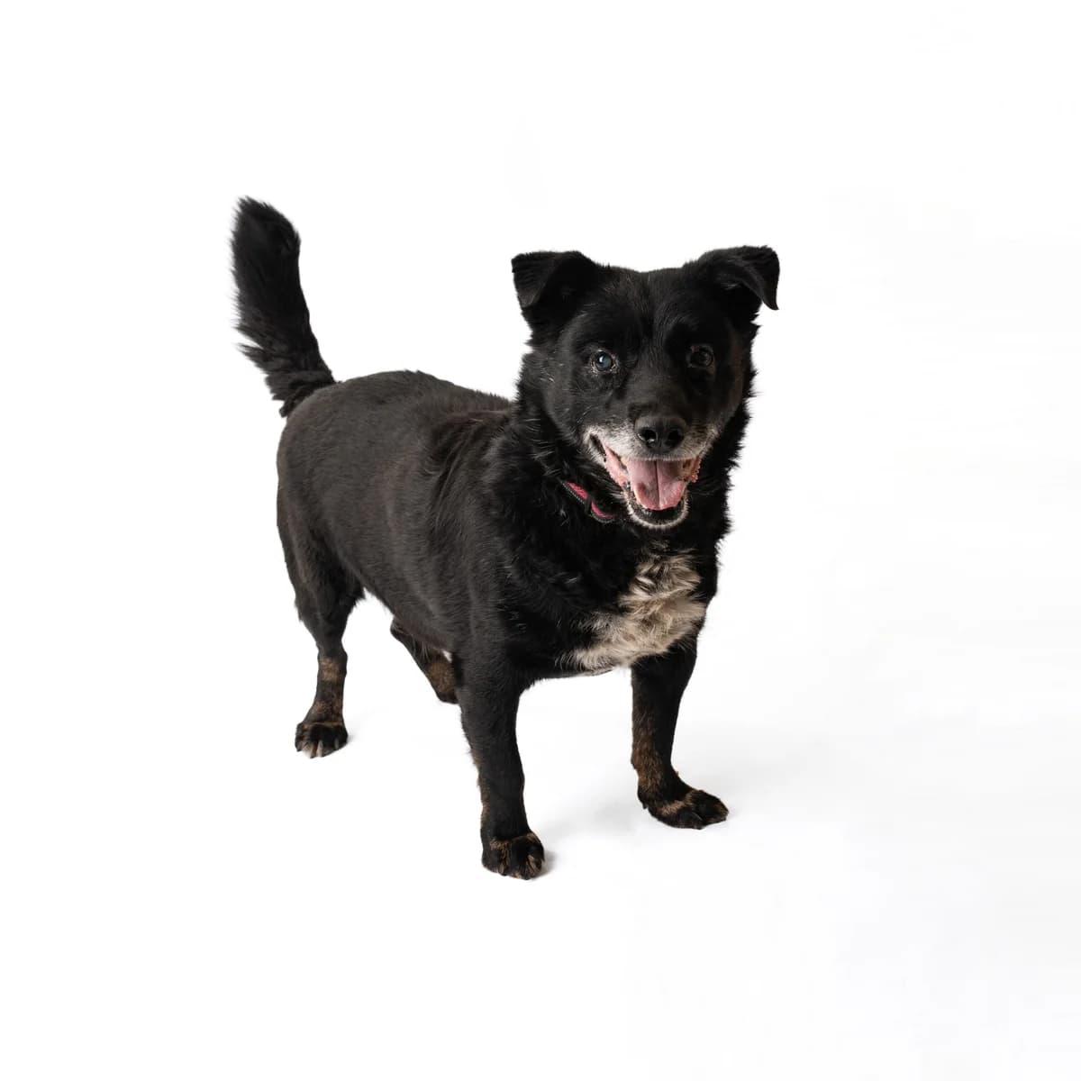 Madlis, male senior Mixed Breed for adoption at NOJUS Gyvūnų gerovės namai