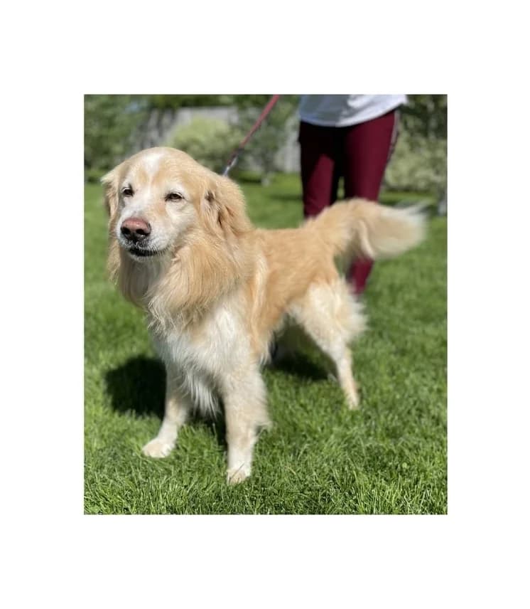 Marlis, male senior Mixed Breed for adoption at NOJUS Gyvūnų gerovės namai