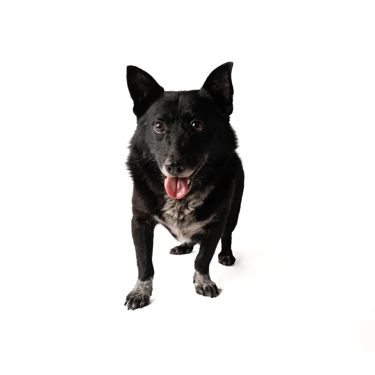 Meškis, male senior Mixed Breed for adoption at NOJUS Gyvūnų gerovės namai