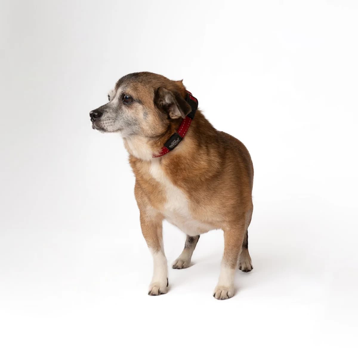 Mirta, senior Mixed Breed for adoption at NOJUS Gyvūnų gerovės namai