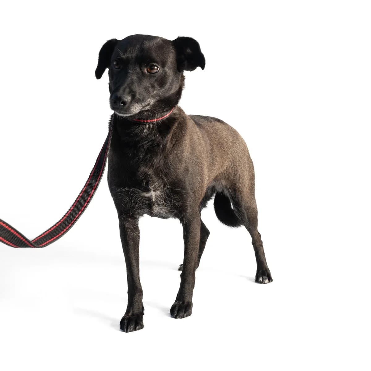 NOLA, 5yo Mixed Breed for adoption at NOJUS Gyvūnų gerovės namai