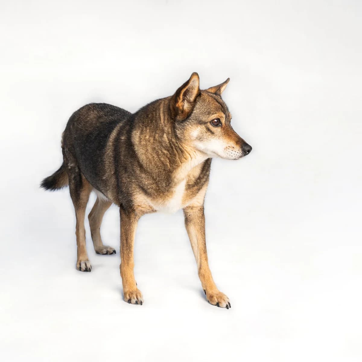 Pelėda, 5yo Mixed Breed for adoption at NOJUS Gyvūnų gerovės namai