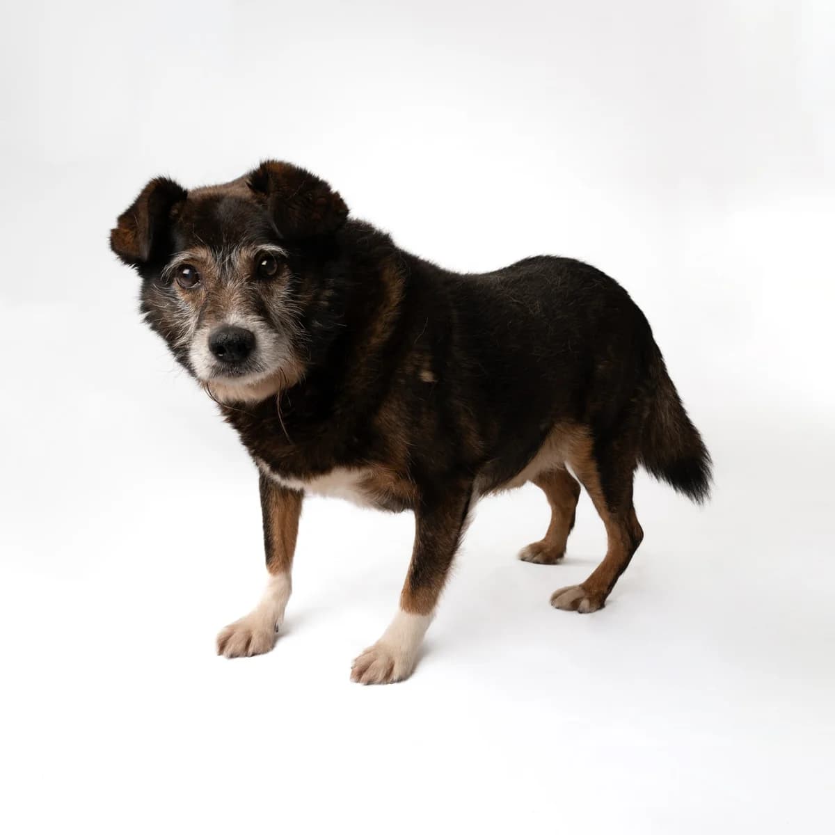 Rėjus, male senior Mixed Breed for adoption at NOJUS Gyvūnų gerovės namai