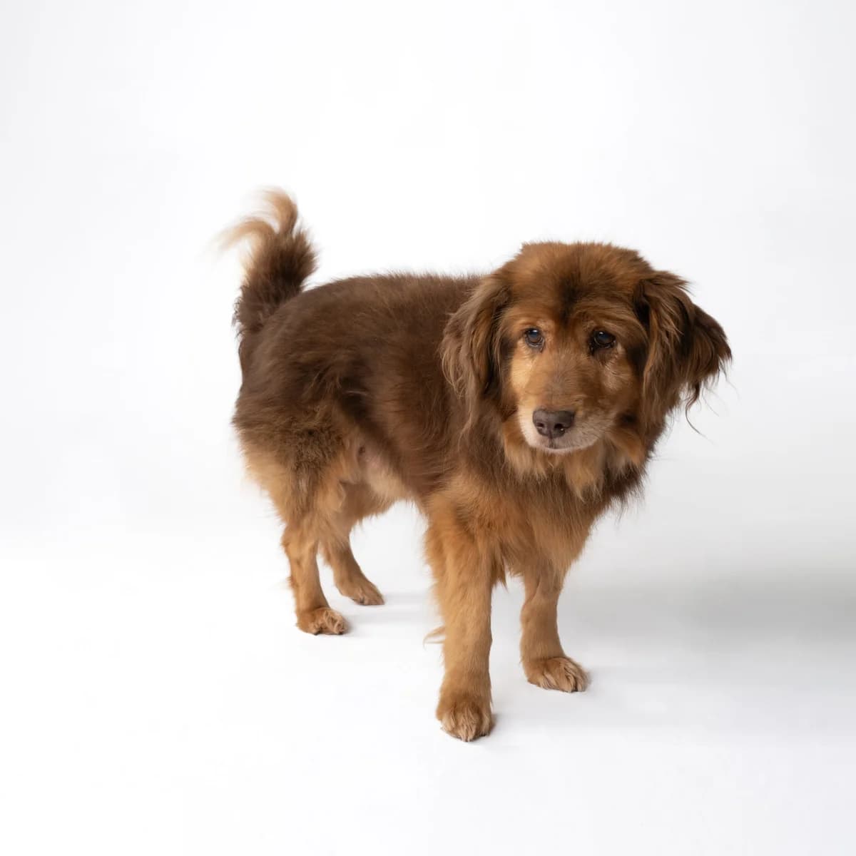Rička, male senior Mixed Breed for adoption at NOJUS Gyvūnų gerovės namai