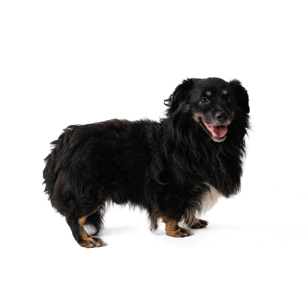 ROBIS, male senior Mixed Breed for adoption at NOJUS Gyvūnų gerovės namai