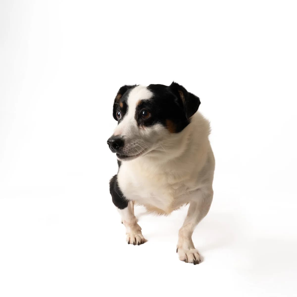 Rokis, male senior Mixed Breed for adoption at NOJUS Gyvūnų gerovės namai