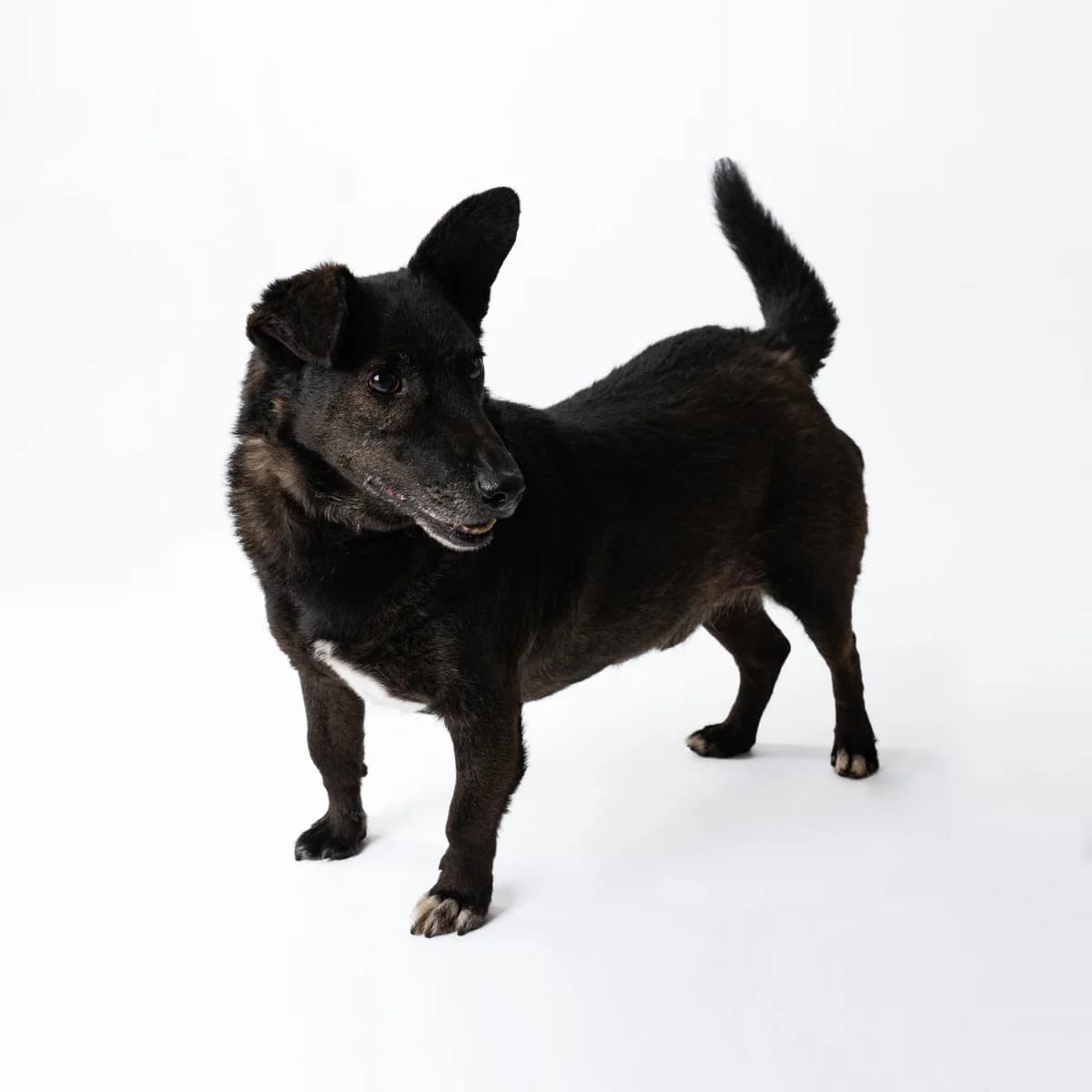 Sargis, male senior Mixed Breed for adoption at NOJUS Gyvūnų gerovės namai