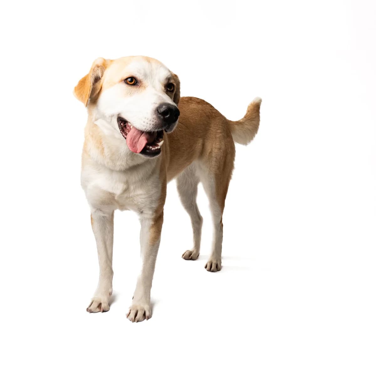 Stella, 3yo Mixed Breed for adoption at NOJUS Gyvūnų gerovės namai