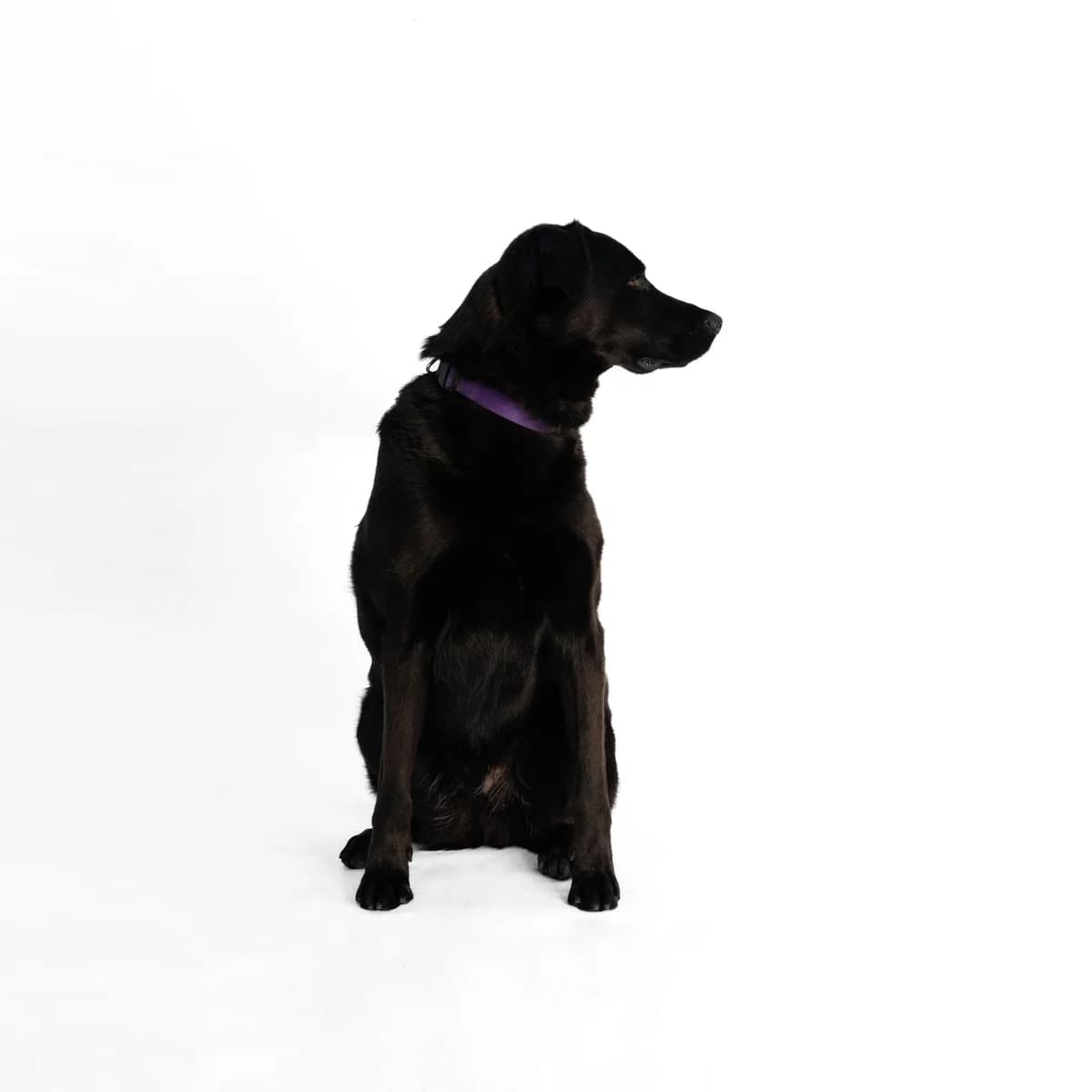Ucha, male 4yo Mixed Breed for adoption at NOJUS Gyvūnų gerovės namai